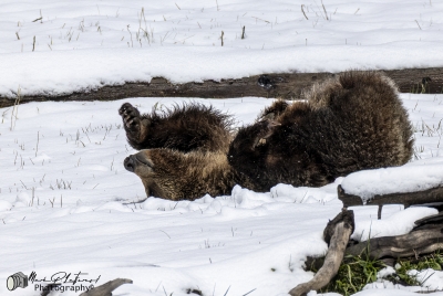 Snow`s Cub Playing May 2025